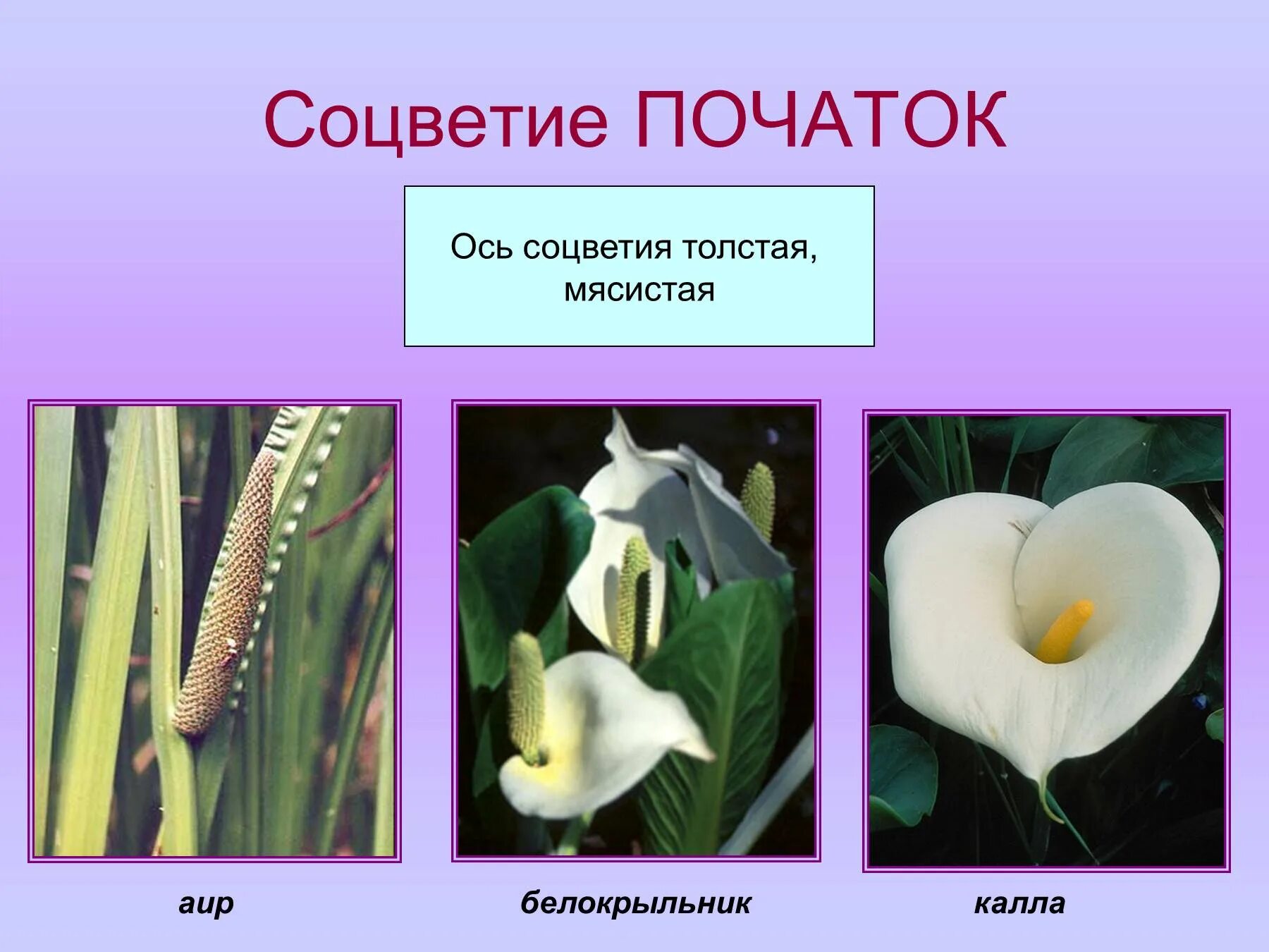 Простые соцветия початок. Соцветие початок. растения с соцветием початок. цветы с соцветием початок.