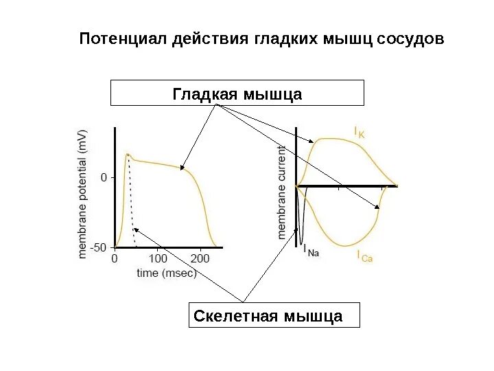 Потенциал действия мышечного волокна. Потенциал действия гладкого миоцита. Мышечный потенциал. Мышечный потенциал. Потенциал покоя скелетного мышечного волокна.