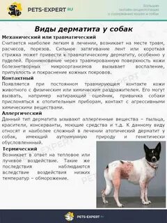 От аллергии собаке что можно