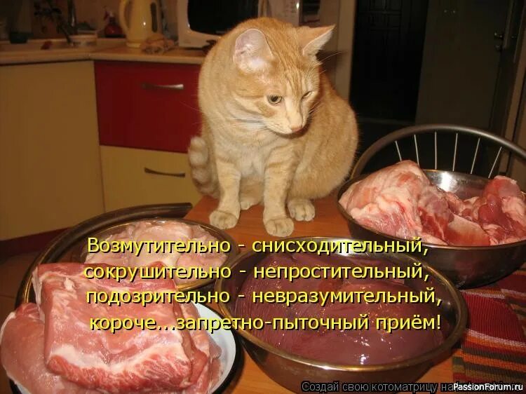 Где есть кот. Мяса много не бывает юмор. кот и кусок мяса смешное. смешные фразы про кота и еду.