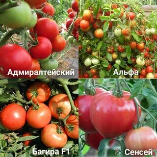 Томат адмиралтейский