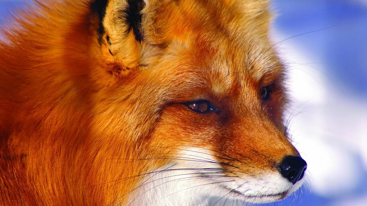 Рыжая fox. Лиса. Красивая лиса. Лиса обои. Хитрая лиса.