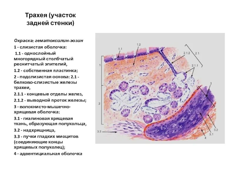 Слизистая оболочка трахеи гистология. Однослойный многорядный эпителий трахеи гистология. Окрашивание гистологических срезов гематоксилин-эозином. Окраска гематоксилином и эозином алгоритм.