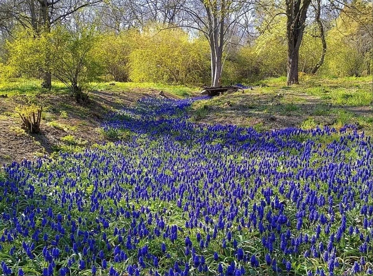 Ростовский ботанический сад. Ботанический сад юфу ростов-на-дону. Ботанический сад юфу ростов-на-дону. Ботанический сад ростова-на-дону. Ботанический сад юфу темерник.