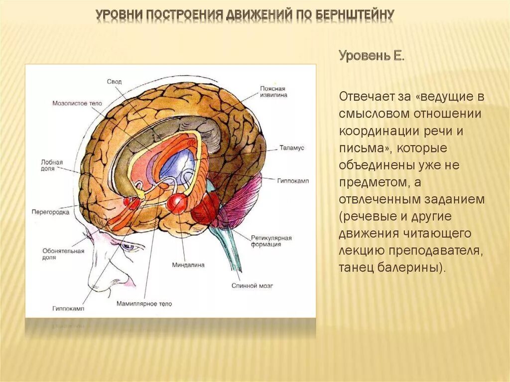 Уровни построения движений по н.а Бернштейну. Уровни построения движений по Бернштейну схема. Теория уровней построения движений. Уровни построения движений по Бернштейну н.а таблица.