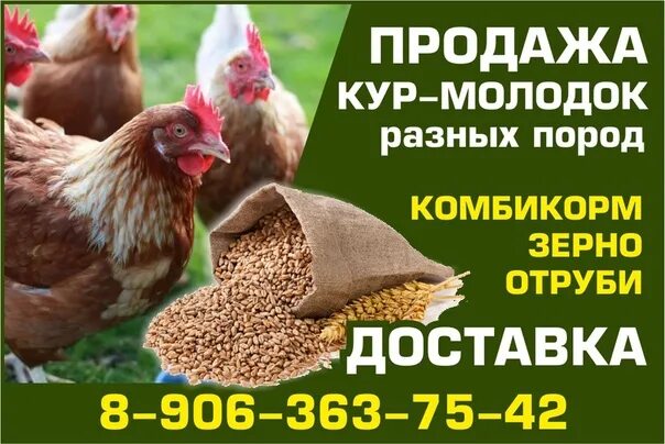 Визитка куры молодки. Объявление о продаже кур. Реклама продажи курицы. Визитка комбикорм.