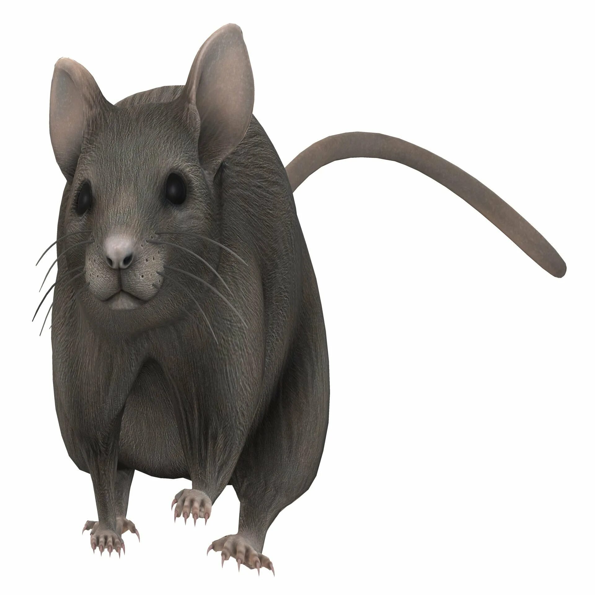 Серая мышь 14. Серая мышь. Мышка серая. Мыши серогорбые. Серый мишка.