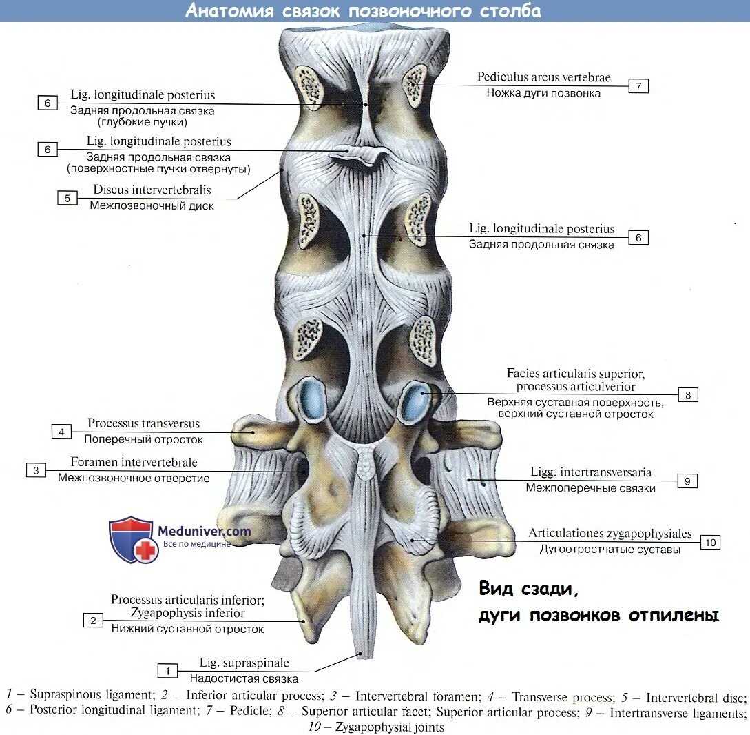 Анатомия связок поясничного отдела позвоночника. Связочный аппарат позвоночника анатомия. Соединения позвоночного столба анатомия. Соединения позвонков поясничный отдел позвоночника.