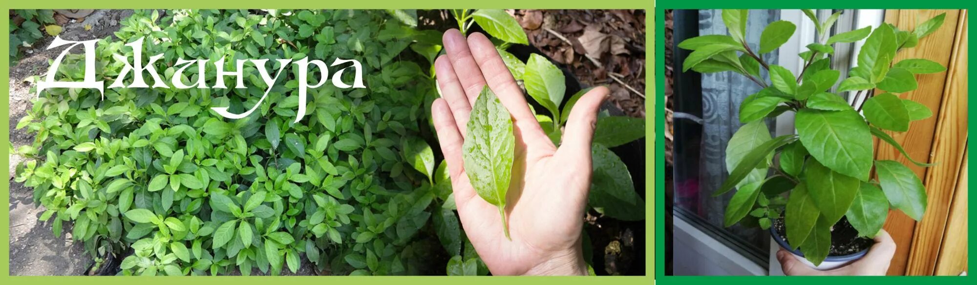 Растение дженура как выглядит Gynura Procumbens (Longevity Spinach) YouTube