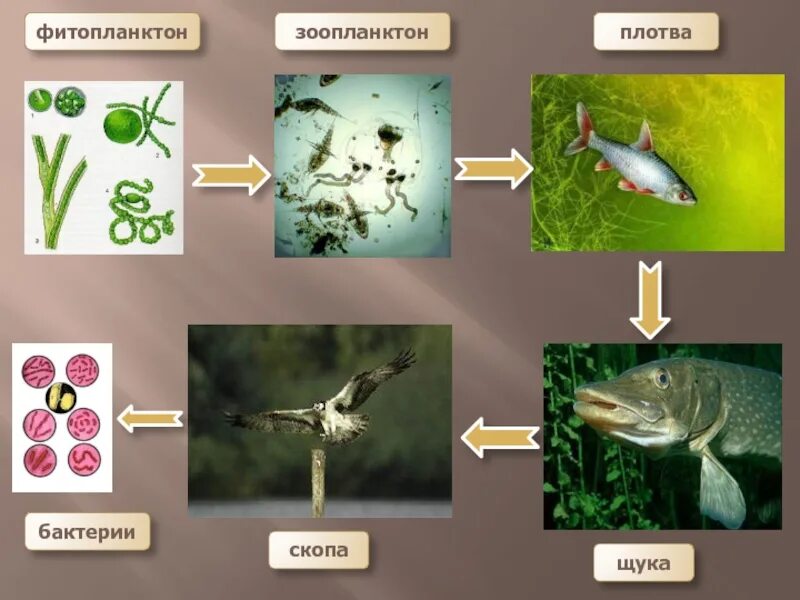 1 фитопланктон цепь