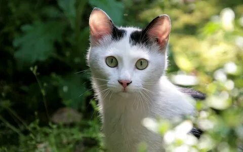 Черно белый кот с зелеными глазами