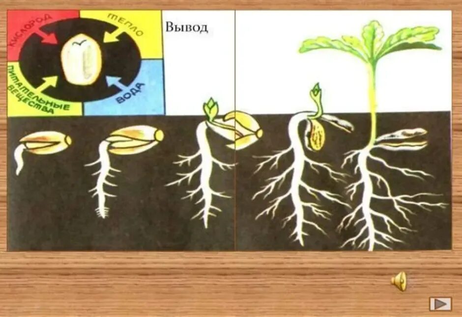 Этапы прорастания семян тыквы. Прорастание семян огурца схема. Схема роста семян. Фазы прорастания семечки огурцов. Прорастание семени тыквы