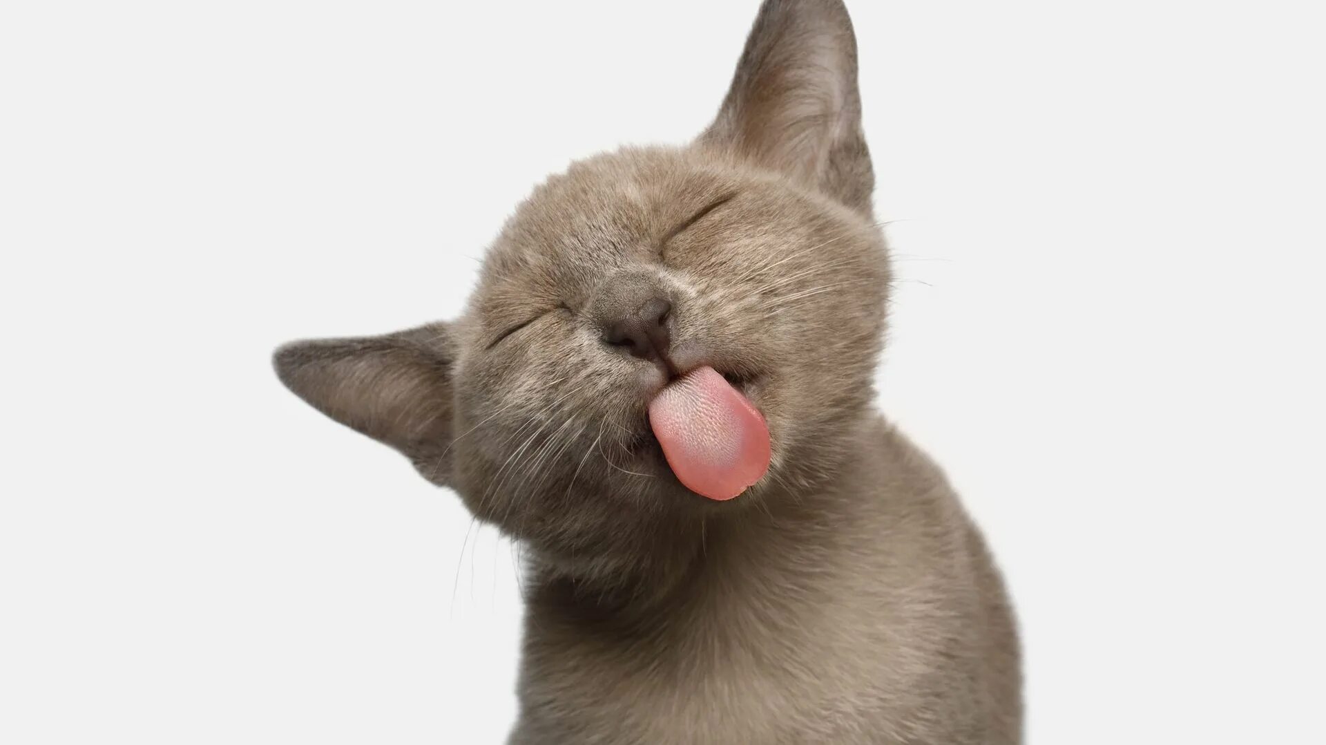 Сон показать язык. Сонная мордашка. Уставший котик. Спящий котик с языком. Спящий котик с языком.