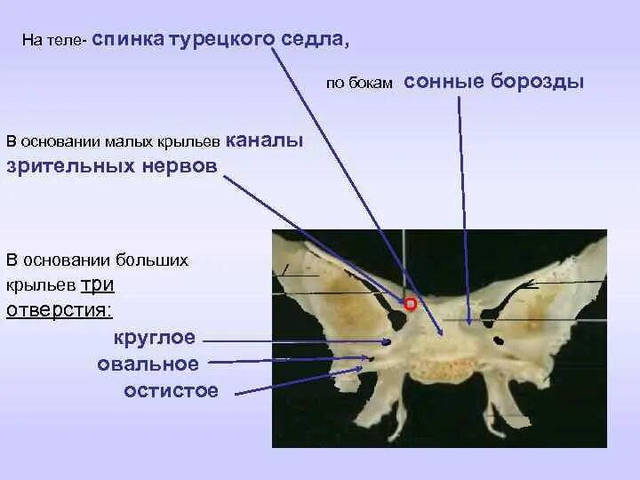 Турецкие седло кость. Крыловидный отросток клиновидной кости. Борозды клиновидной кости. Спинка турецкого седла клиновидной кости. Клиновидная кость крыловидный канал.