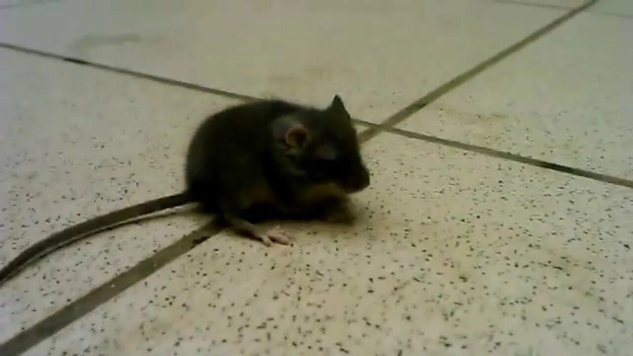 Включи видео с мышками. Мышь в магазине. Мышка с роликом. Крыса в магазине.