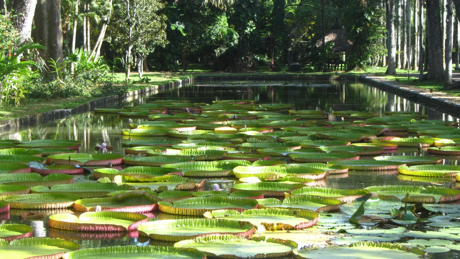 Где растет регии. Ботанический сад Амазония Нижний Новгород Лимпопо. Ботанический парк Рио-де-Жанейро кувшинки.