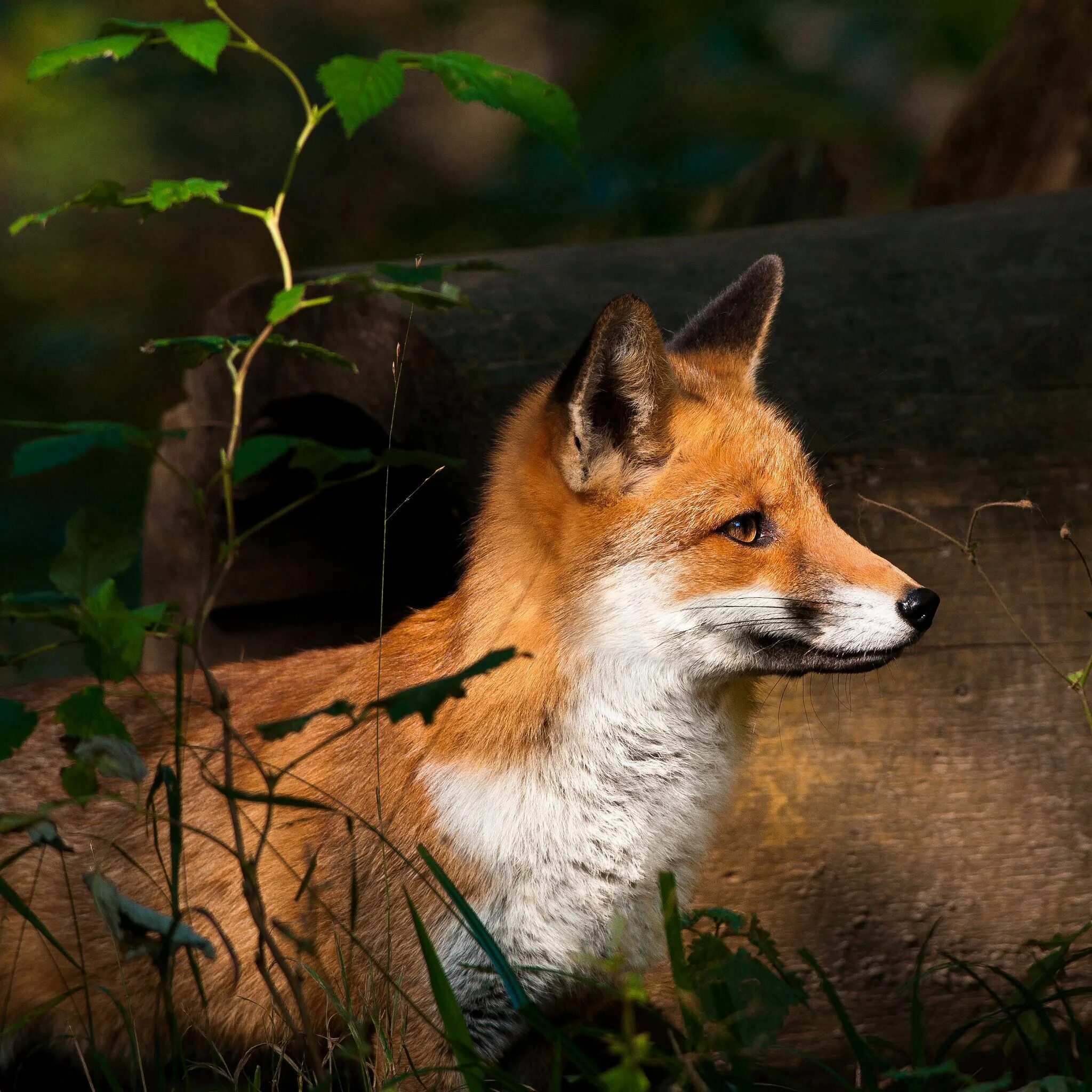 Fox kesintisiz. Лиса. Сибирская лиса. Маленькая лиса. Хитрый Лисенок.