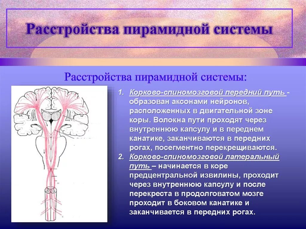 Пирамидный корково-ядерный путь. Пирамидный путь ЦНС. Поражён двигательный пирамидный корково-ядерный путь.