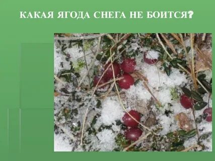 Что можно найти под снегом