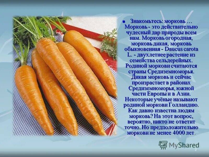 сорт моркови флакке. к какой группе относится морковь. культурные растения морковь. к какой группе относится морковь. морковь семейство сельдерейные.