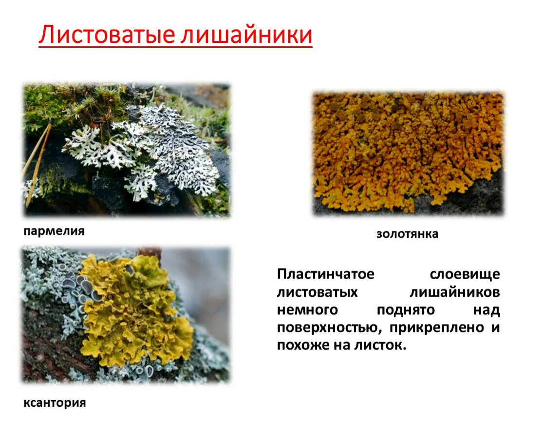 Накипные листоватые кустистые. Лишайники накипные листоватые кустистые. Пять представителей лишайников. Лишайники рисунки с названиями. Что такое лишайники 5 класс биология