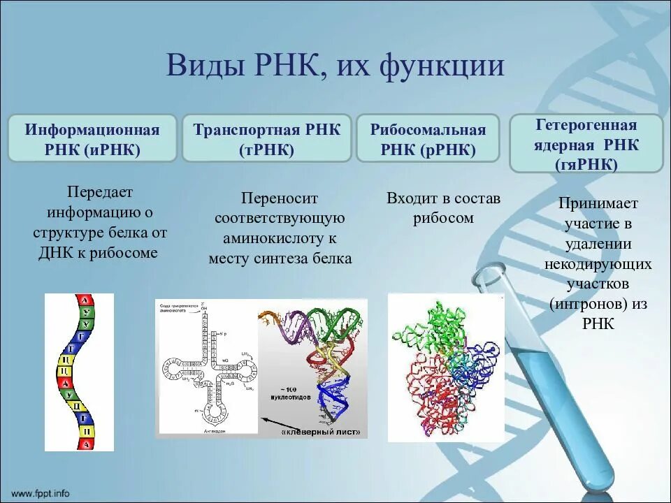 Типы РНК. Виды и функции РНК. РНК строение и функции. Типы РНК И их функции.