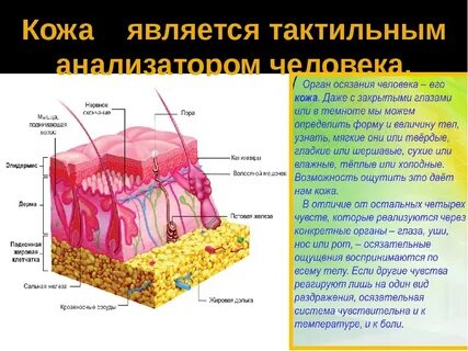 Мышечные структуры кожи