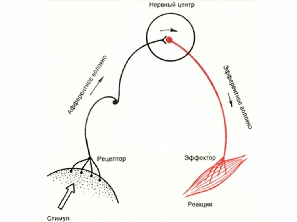 Дуга безусловного рефлекса схема. Схема рефлекторной дуги безусловного рефлекса. Рефлекторная дуга схема а б. Схема Безусловная рефлекторная дуга. Рефлекторное течение