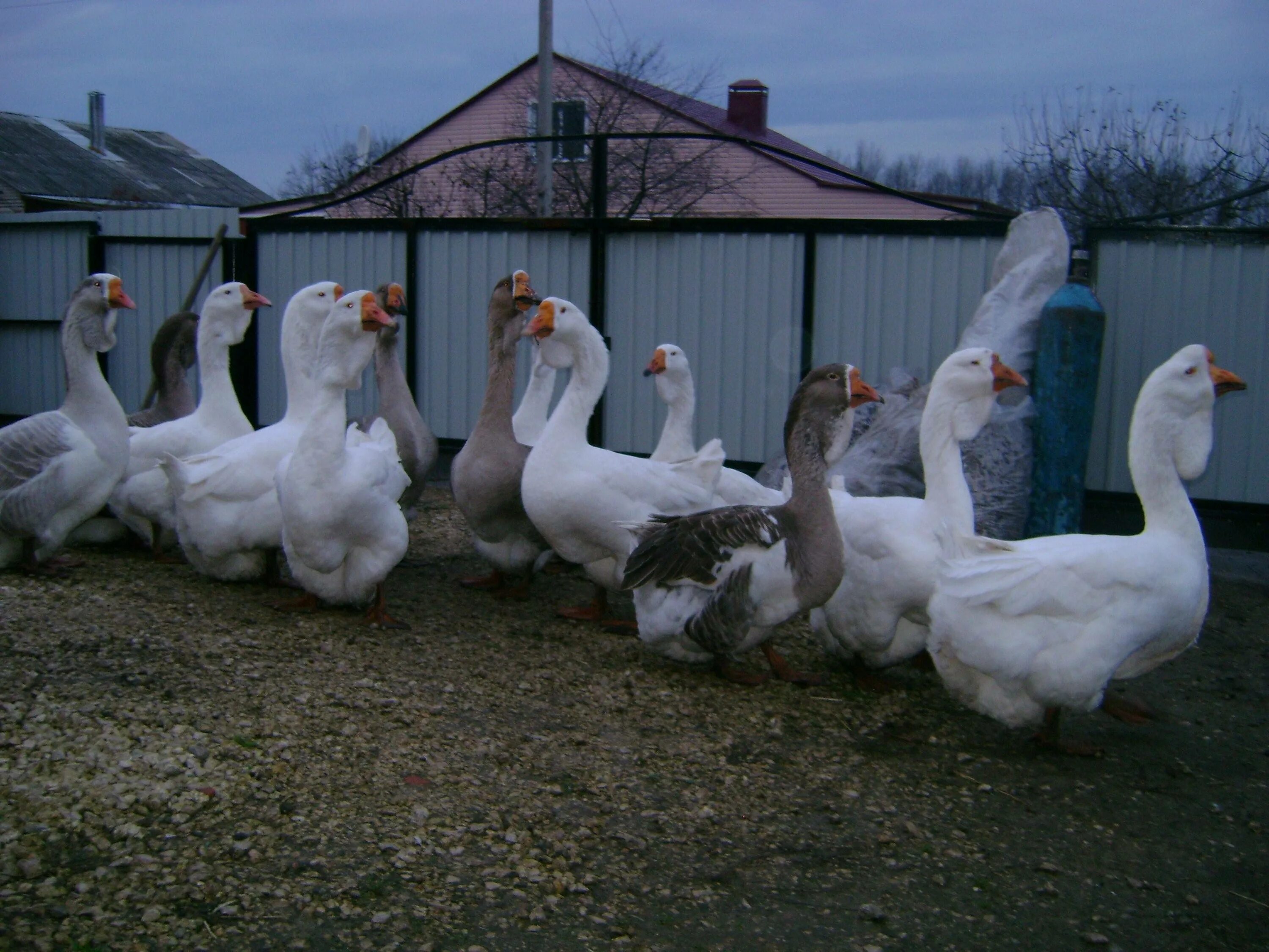 Пицца гусь кафе воронеж. Воронеж гусь. Гуси серо белые. Пицца гусь кафе воронеж. Холмогорские гуси.