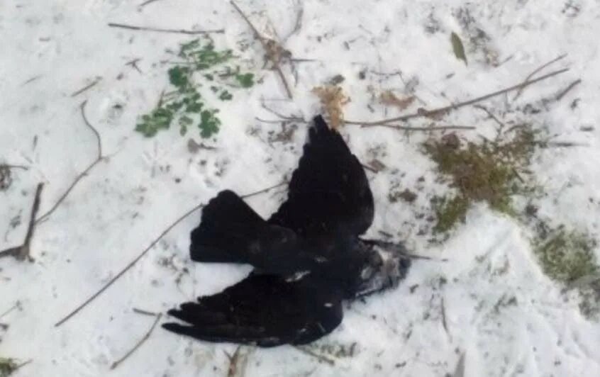Найден черный ворон