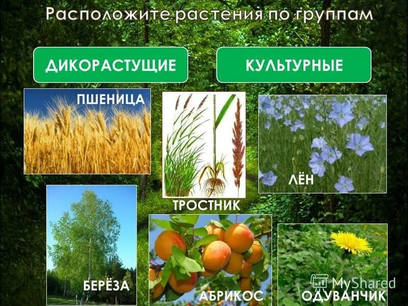 Дикорастущие растения значение в природе. Сложноцветные дикорастущие растения. Три группы растений. Культурные растения. Охрана дикорастущих растений.