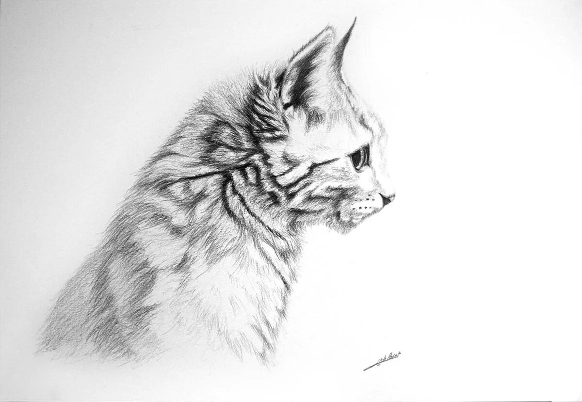 Картинки кошек карандашом. Кошка рисунок карандашом художником. Рисунок chat. Chatgpt рисунки.