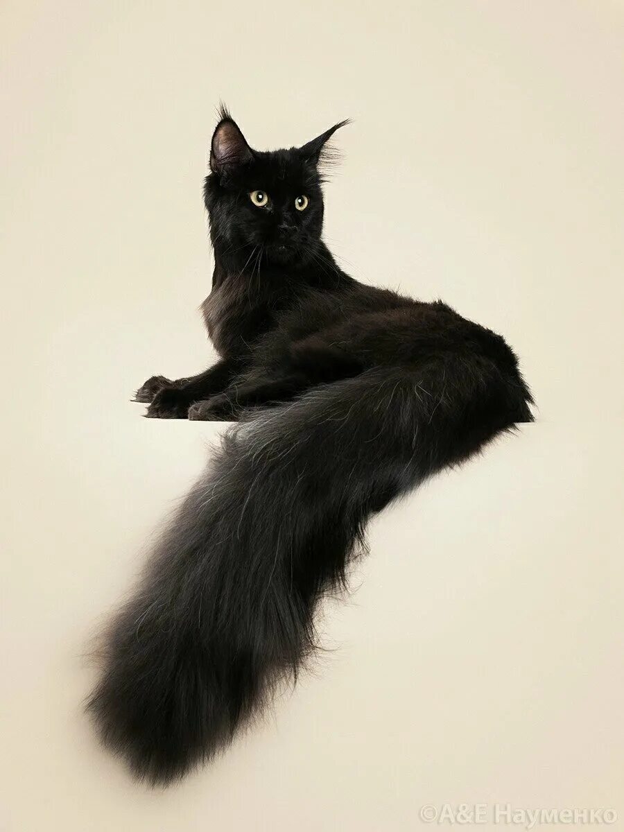 Мейн кун девочка черный солид. Мейн кун дымчатый. Мейн кун черный с белым девочка. Мейн кун девочка черный солид. Мейн кун черный.