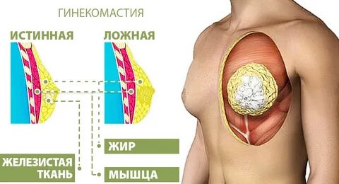 Железы около соска