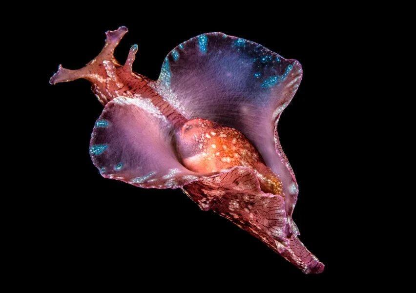 Морской заяц моллюск аплизия. Морской заяц Aplysia.