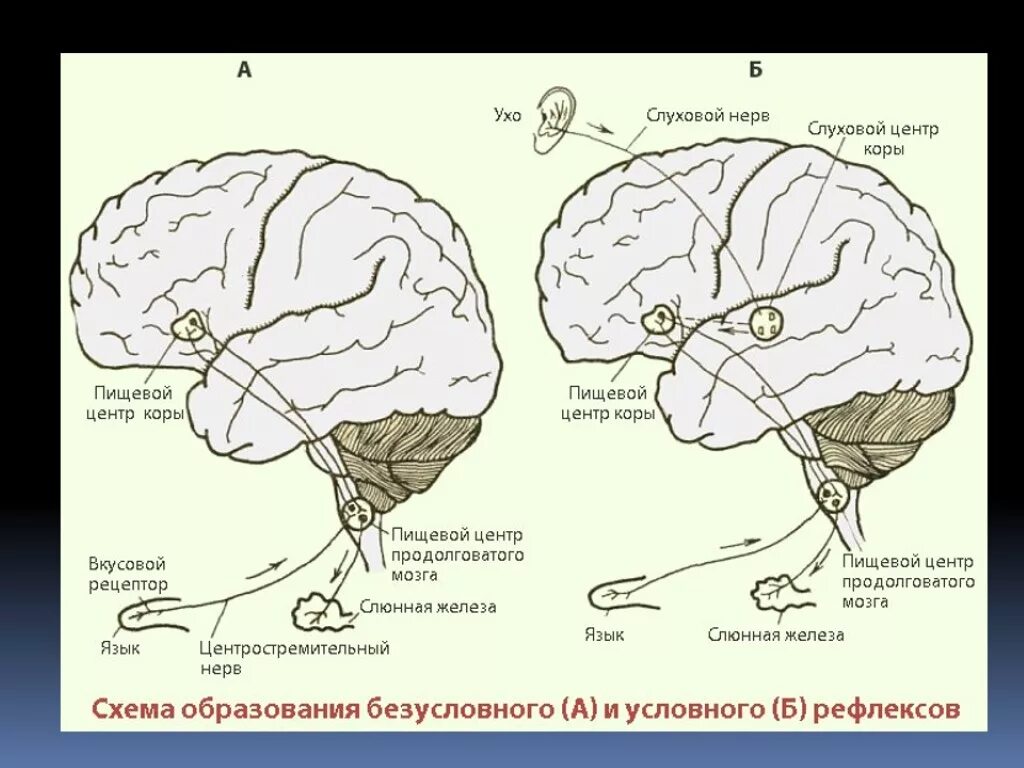 Рефлексы головного мозга примеры. Схемы условные рефлексы и безусловные рефлексы. Схема условного рефлекса у человека. Рефлекторная деятельность мозга условные и безусловные рефлексы. Схема образования условного и безусловного рефлекса.