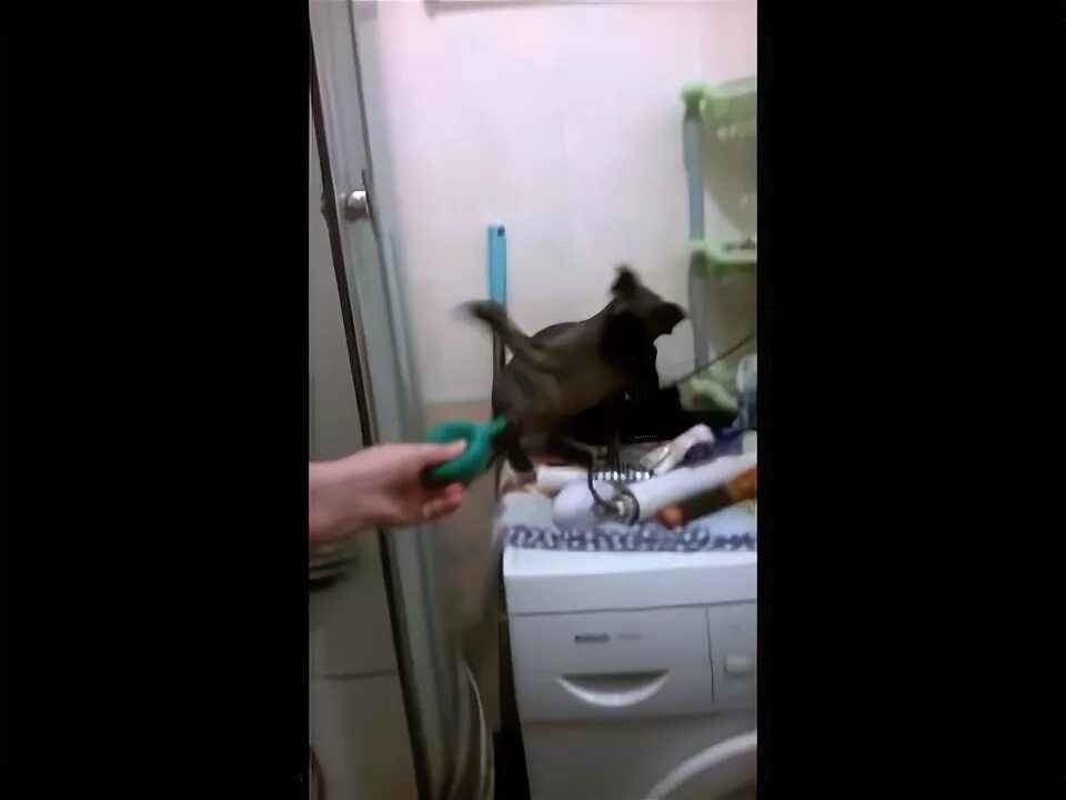 Как сделать микролакс коту. Как сделать микролакс коту