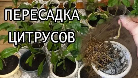 Пересадка лимонов