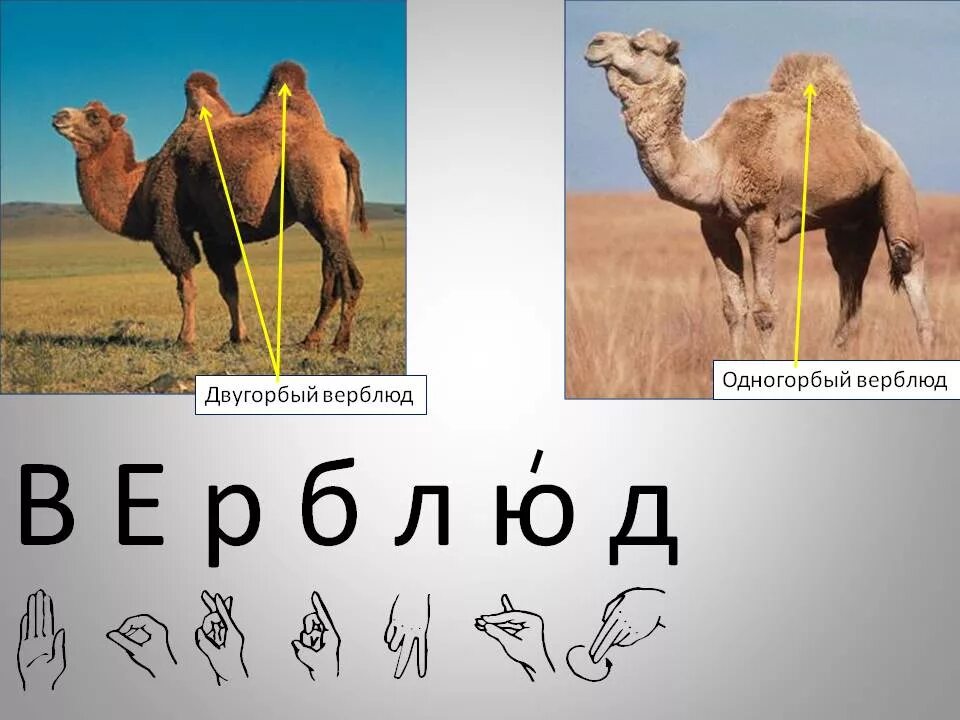 1 верблюд стоит. 1 верблюд стоит