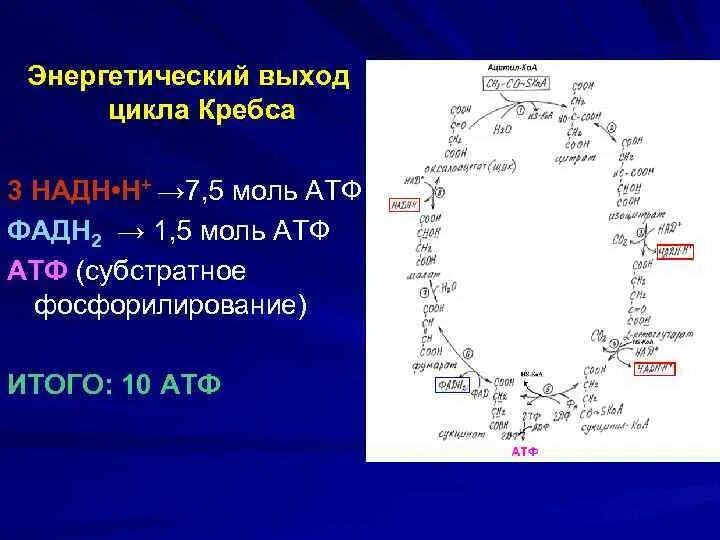 Цикл кребса сколько атф. Цикл Кребса выход АТФ. Цикл Кребса железо. Субстратное фосфорилирование цикл Кребса. Энергетический выход цикла Кребса.