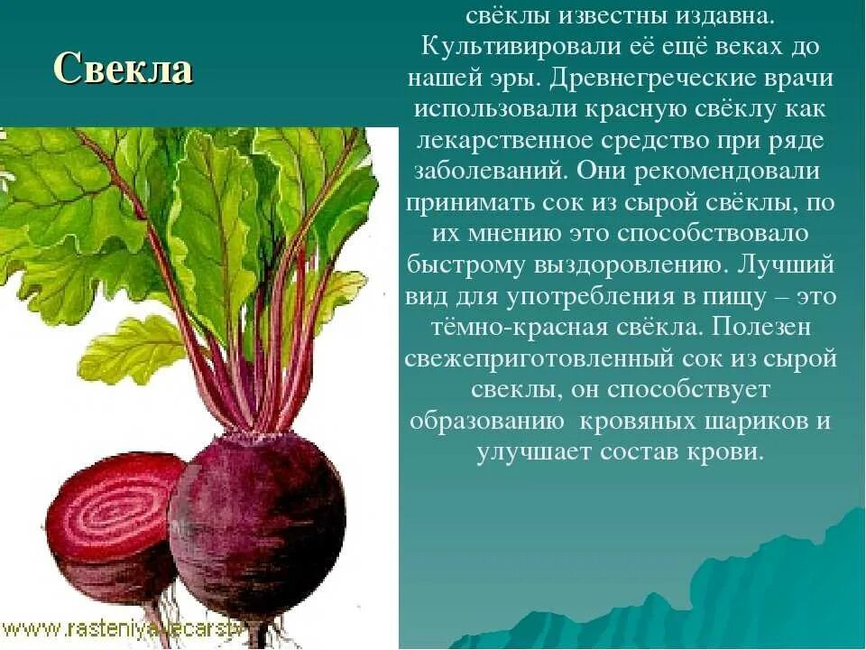 Свекла польза и вред для мужчин. Свекла культурное растение. Свекла столовая описание. Свекла описание. Доклад свекла.