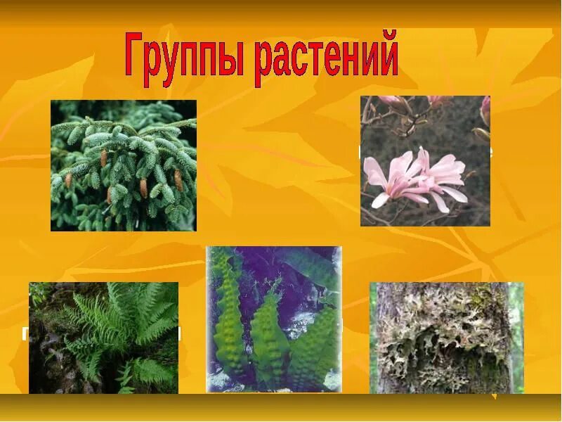 Мхи хвойные папоротники какие группы растений пропущены. Мхи хвойные папоротники. водоросли мхи папоротники хвойные. растения группы растений. презентация группы растений.