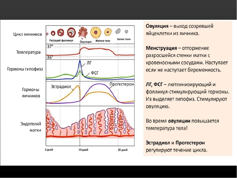 Какой гормон вызывает месячные