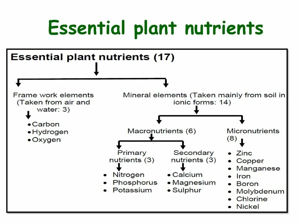 Plant physiology. Plants nutrients. Mineral Nutrition of Plants. Essential Plant Nutrition.