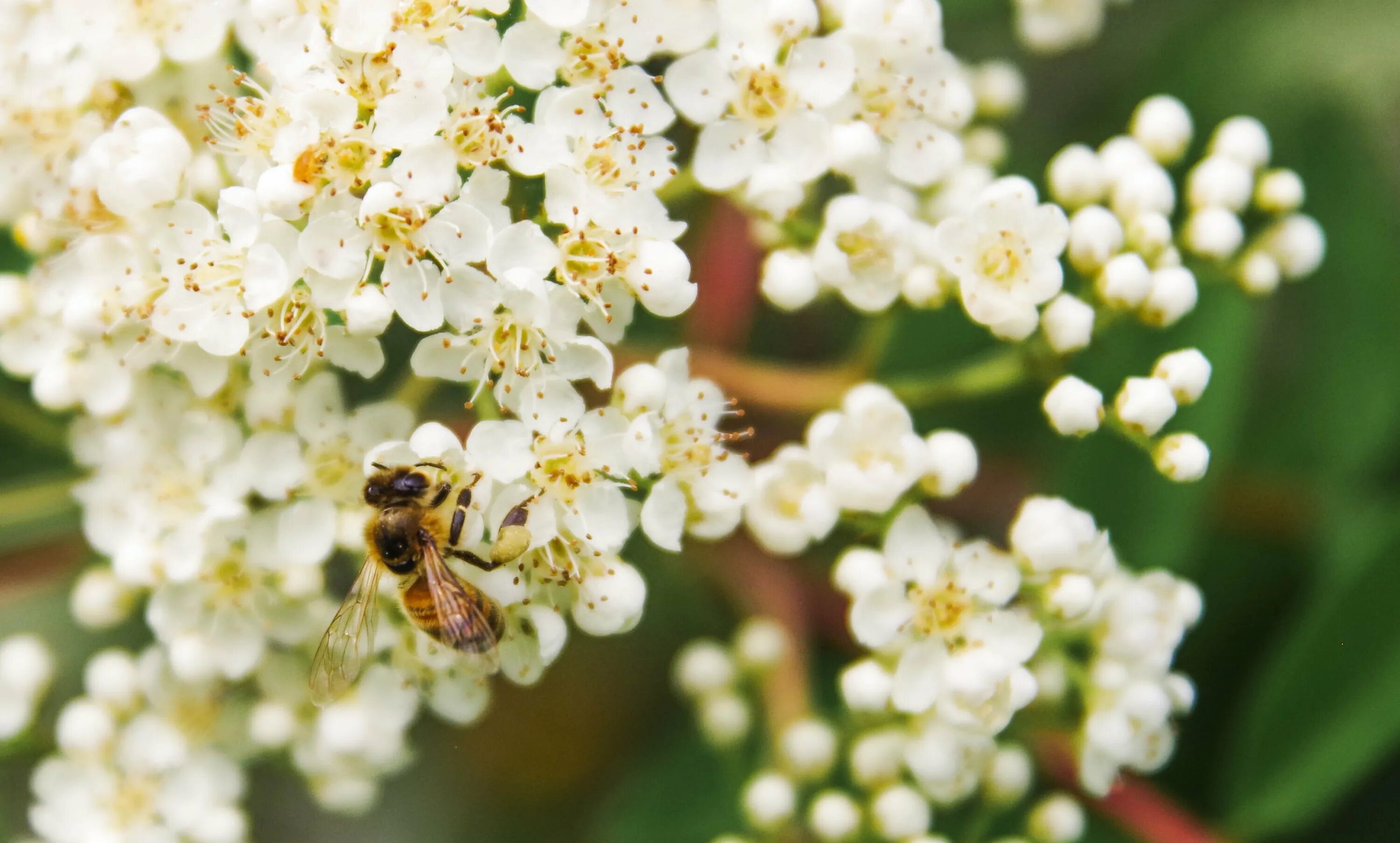 Воздух пахнет медом. Таволга мёд. Цветущее дерево пчела. Пчела на боярышнике. Пчела на цветке яблони.