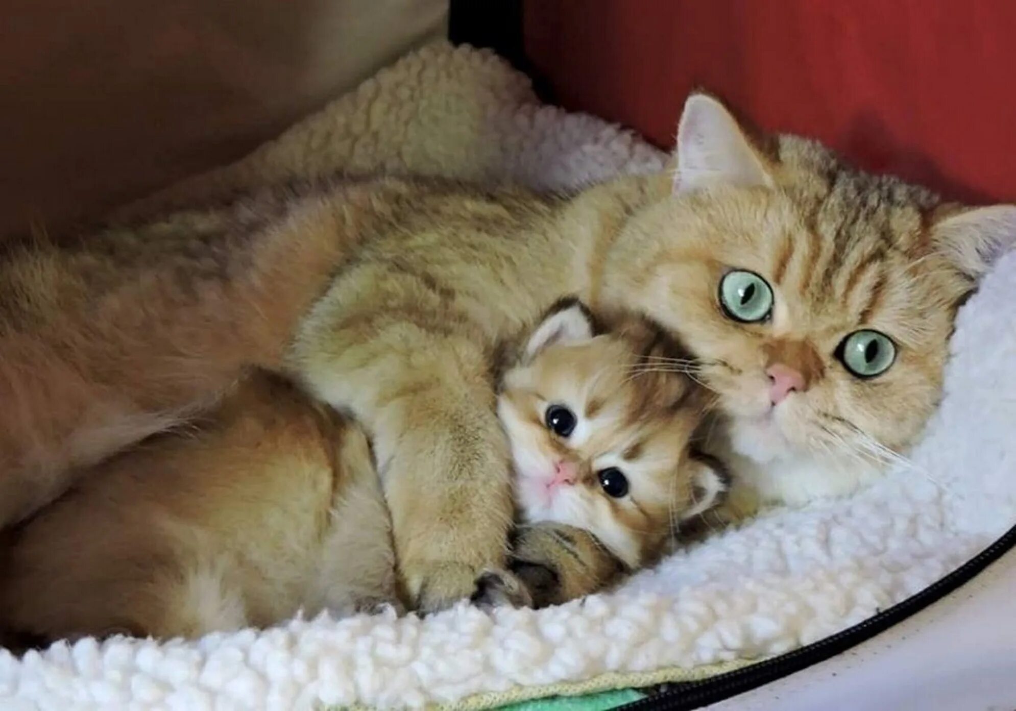 Мамины коты. Мама кошка. Котята с мамой. Мама кошка и котенок. Котик с мамой.