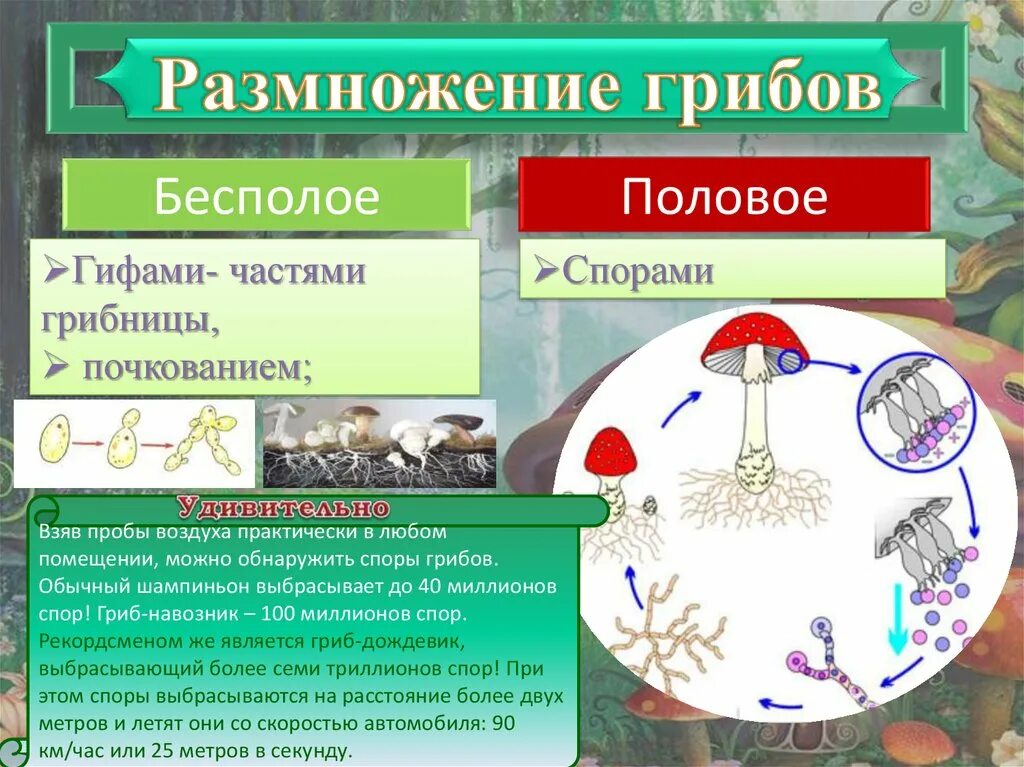 Половое размножение грибов. Рост и развитие грибов. Размножение грибов. Размножение грибов спорами. Половые споры грибов