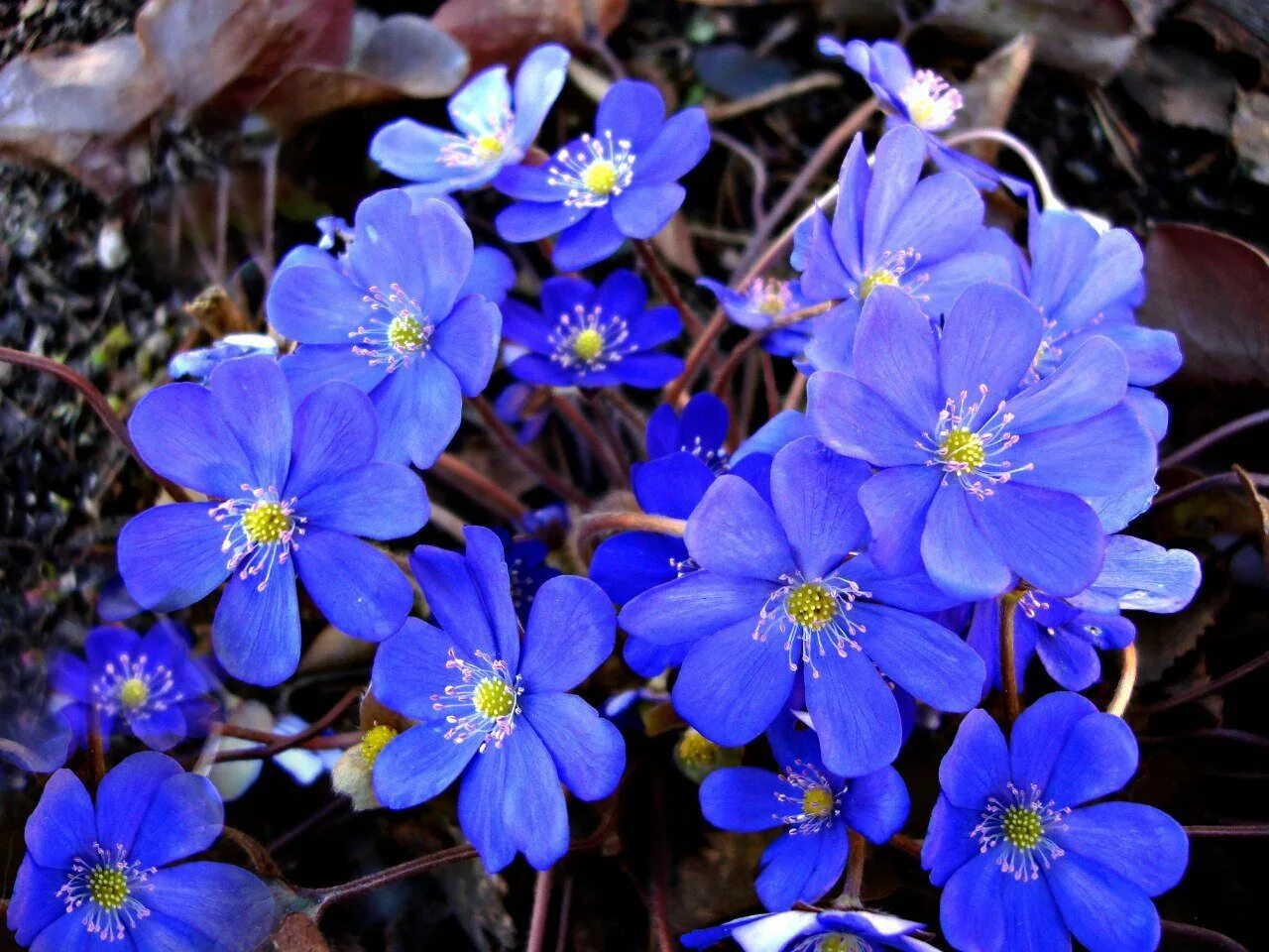 Голубой перелеской. Печеночница американская. Печеночница hepatica Merlin. Печеночница махровая. Печеночница азиатская.