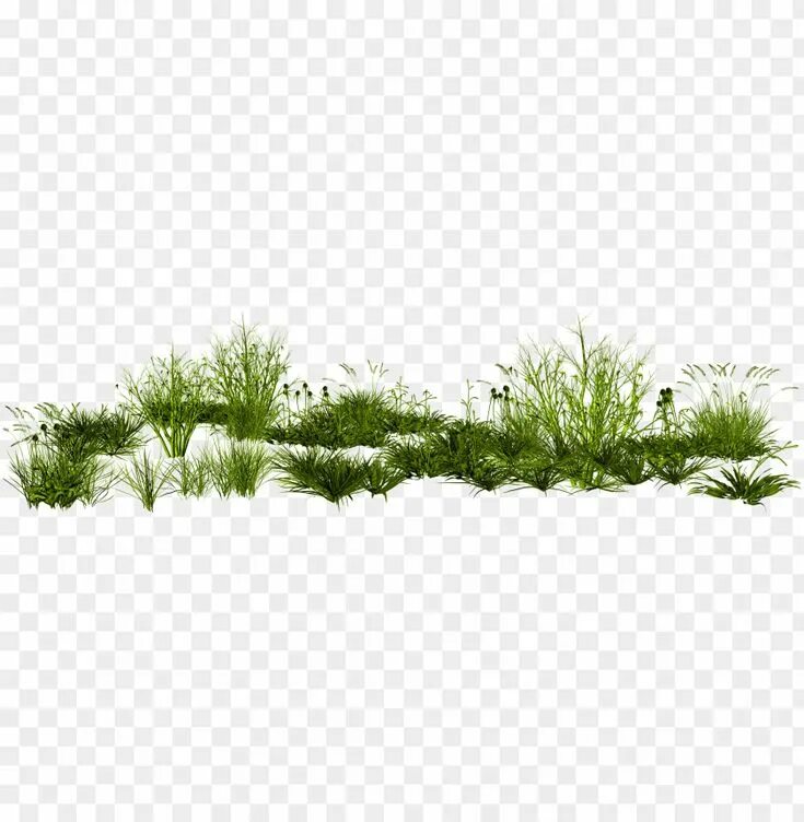 Травка на прозрачном фоне. Сухая трава на прозрачном фоне. Трава для photoshop. Клочок травы. Мискантус сахароцветный.