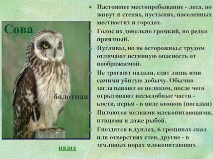 Экологическое описание совы